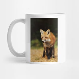 Red Fox, Algonquin Park Mug